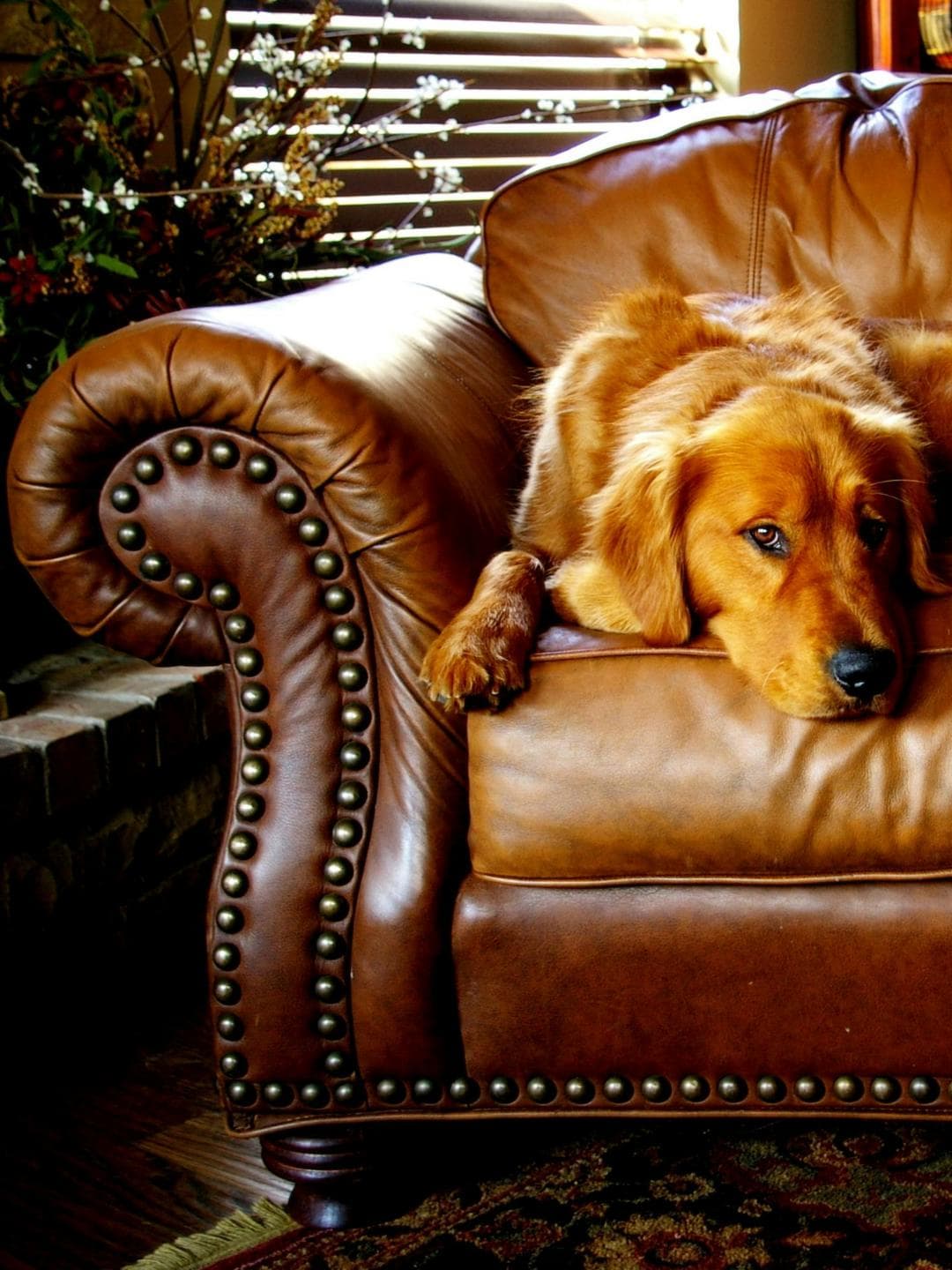 Barking Orders: The Non-Human Principal